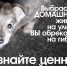 В Благовещенском районе организован отлов бродячих животных! - Благовещенский район