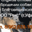 В Благовещенском районе отлов безнадзорных животных проводит ООО - Благовещенский район