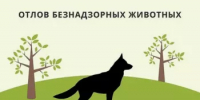 На территории Благовещенского района определена подрядная организация по отлову и содержанию безнадзорных животных - Благовещенский район